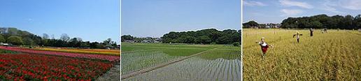 根がらみ前水田の画像