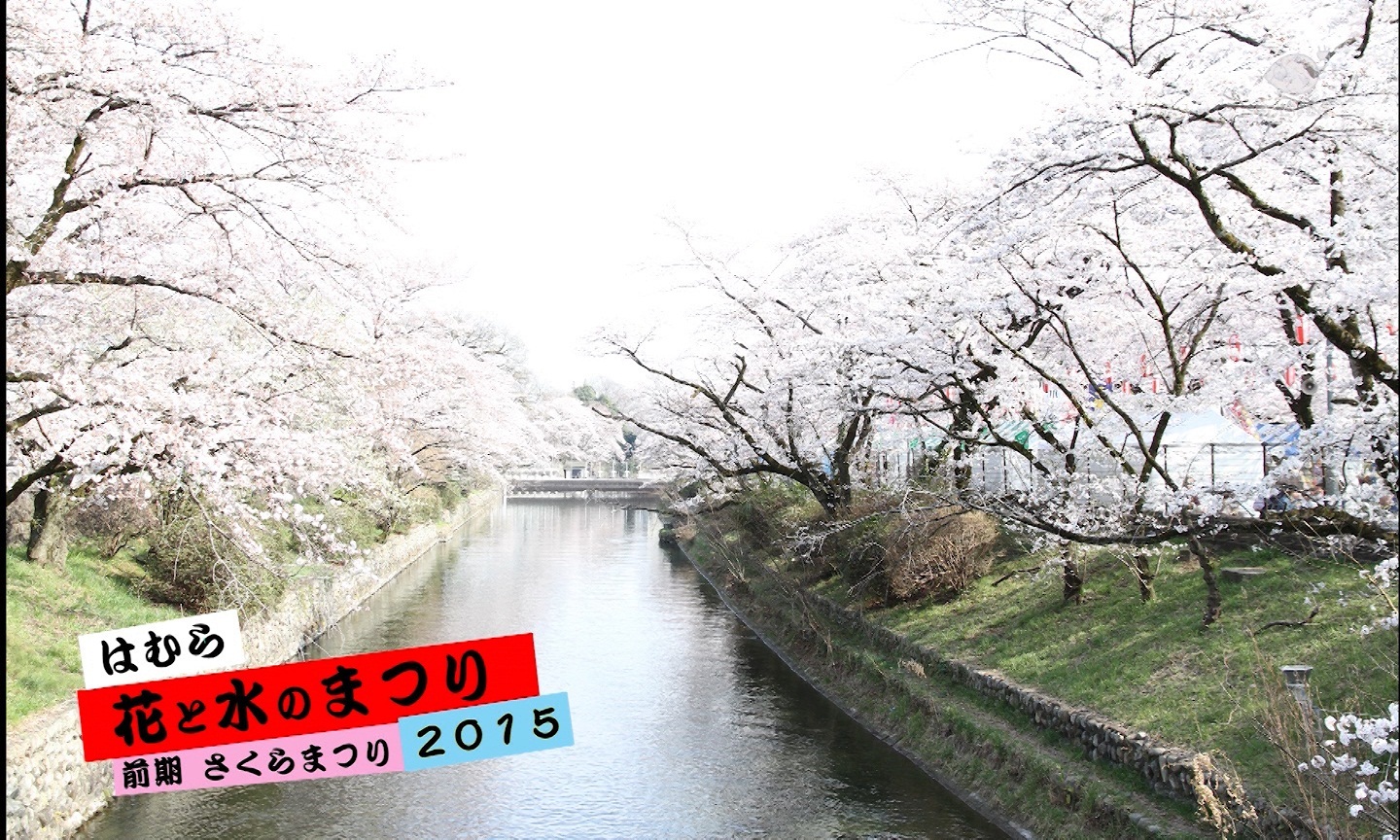 【はむら花と水のまつり2015　前期　さくらまつり】の画像