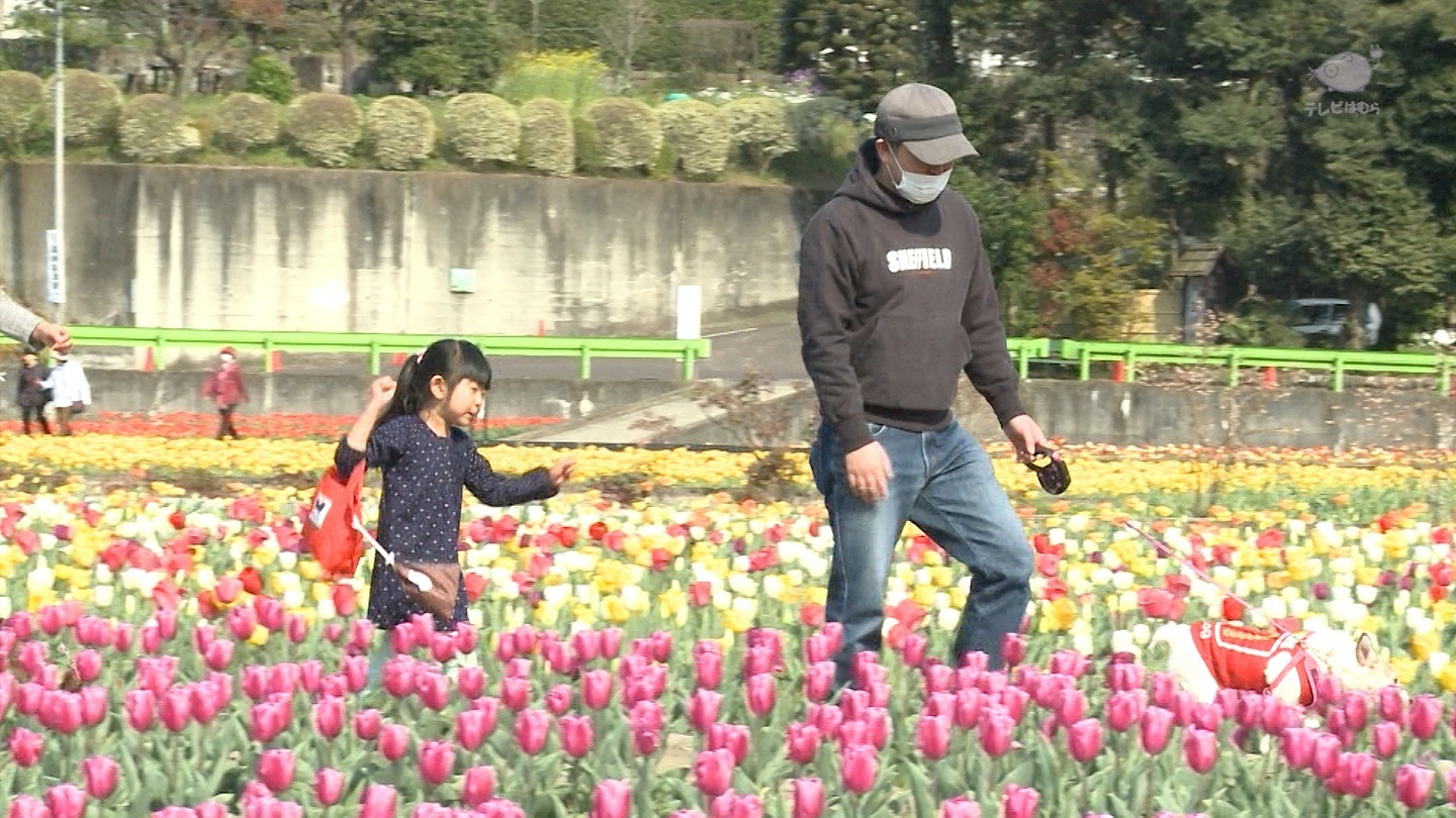 【はむら花と水のまつり2016　後期チューリップまつり】の画像