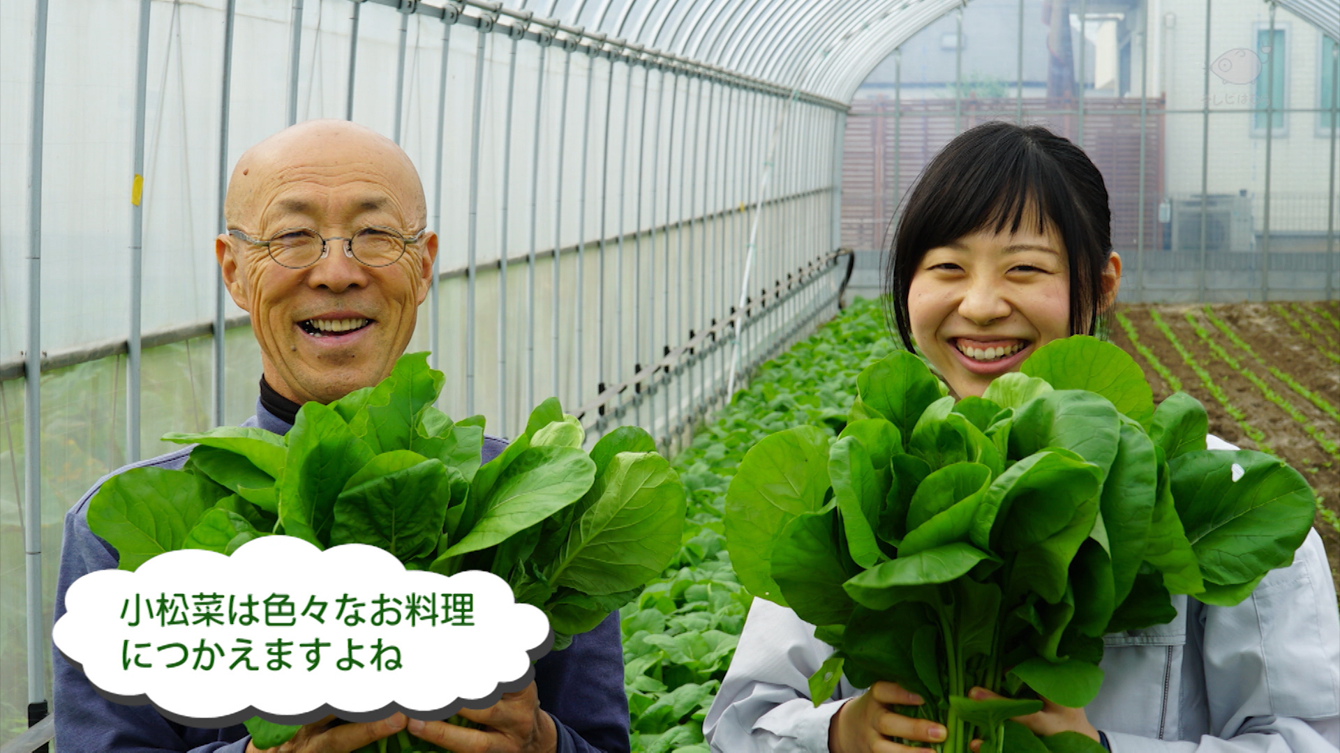 【はむら農業の輪～加藤芳秋さんの小松菜～】の画像