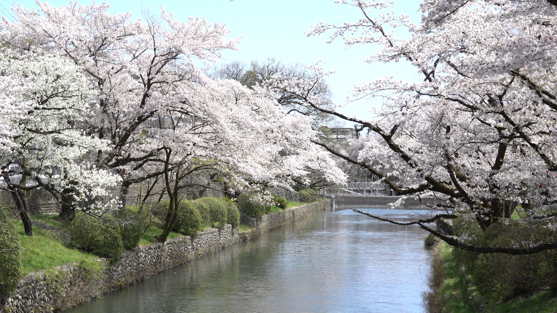 【はむら花と水のまつり2017 前期さくらまつり】の画像