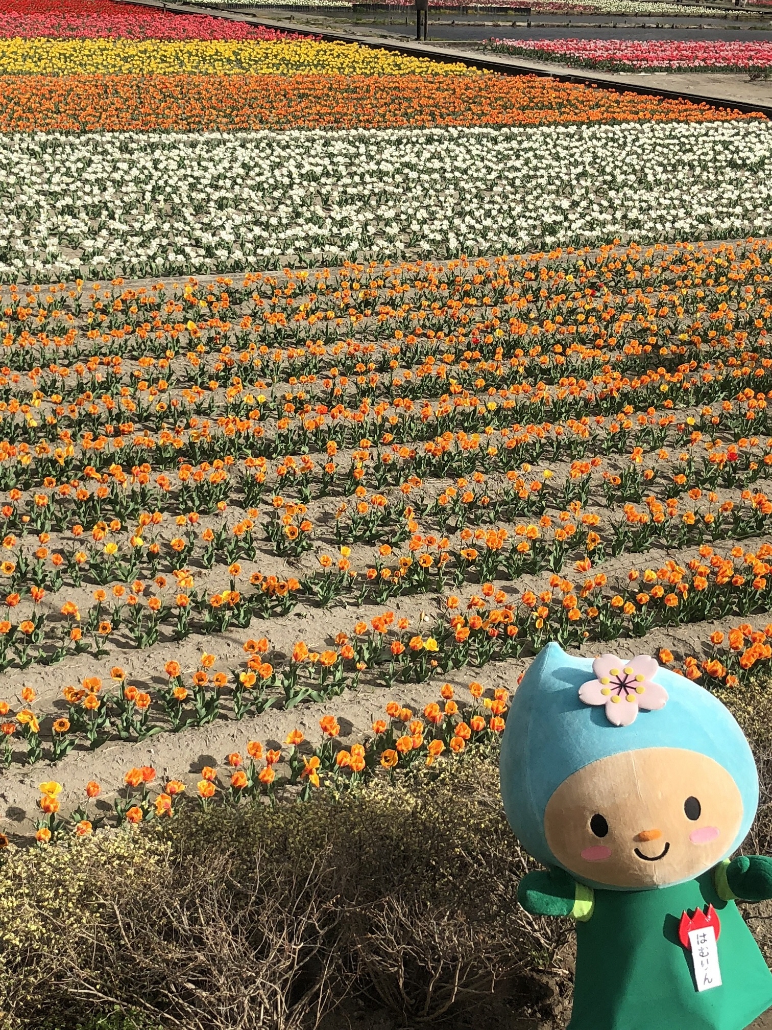 チューリップが満開だったりん♪