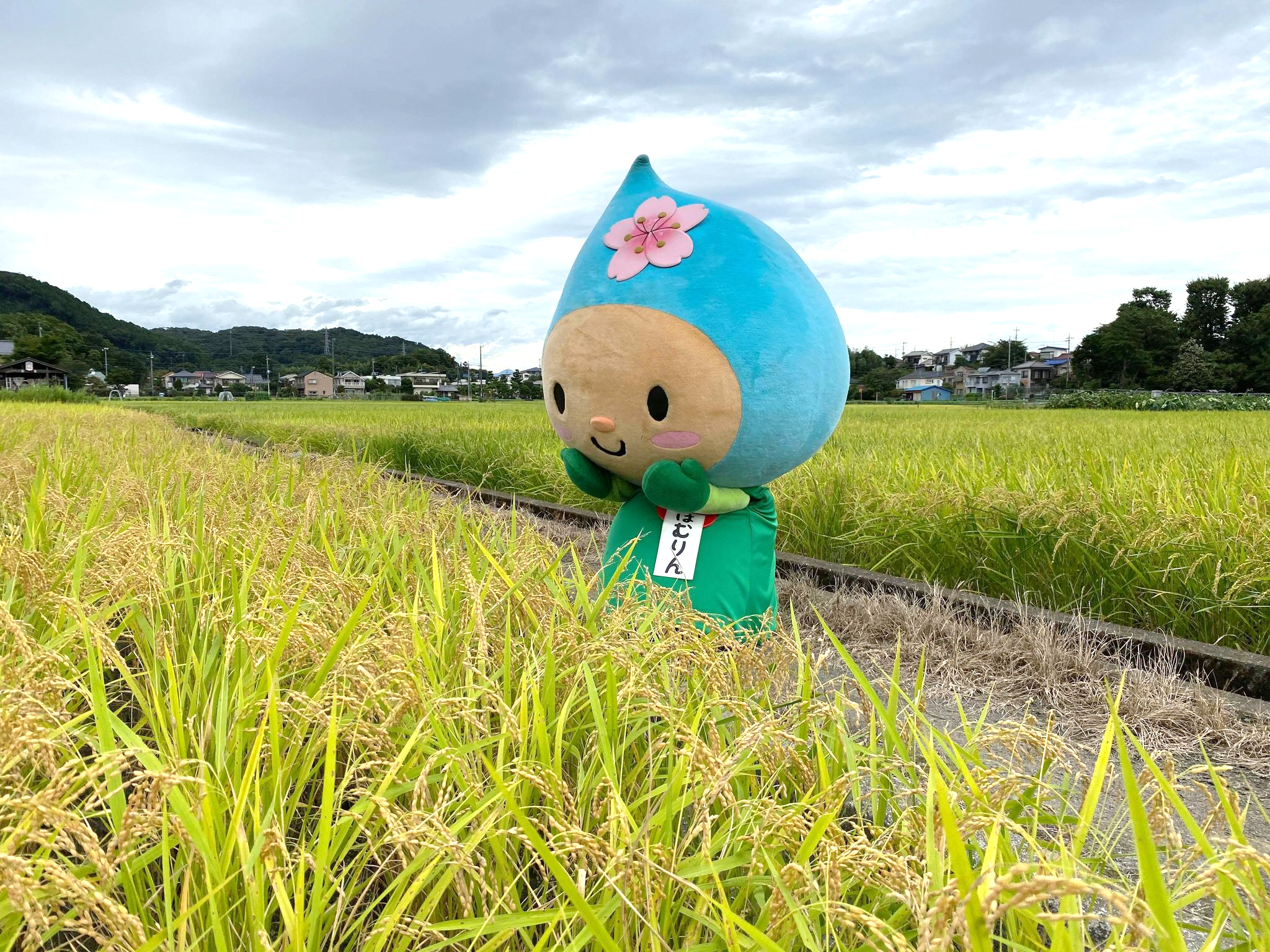 たくさんの稲穂の前にいるはむりん