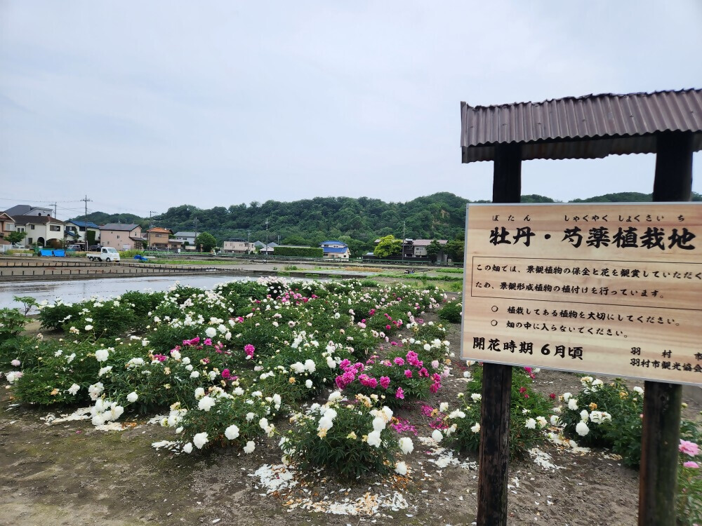 牡丹・芍薬