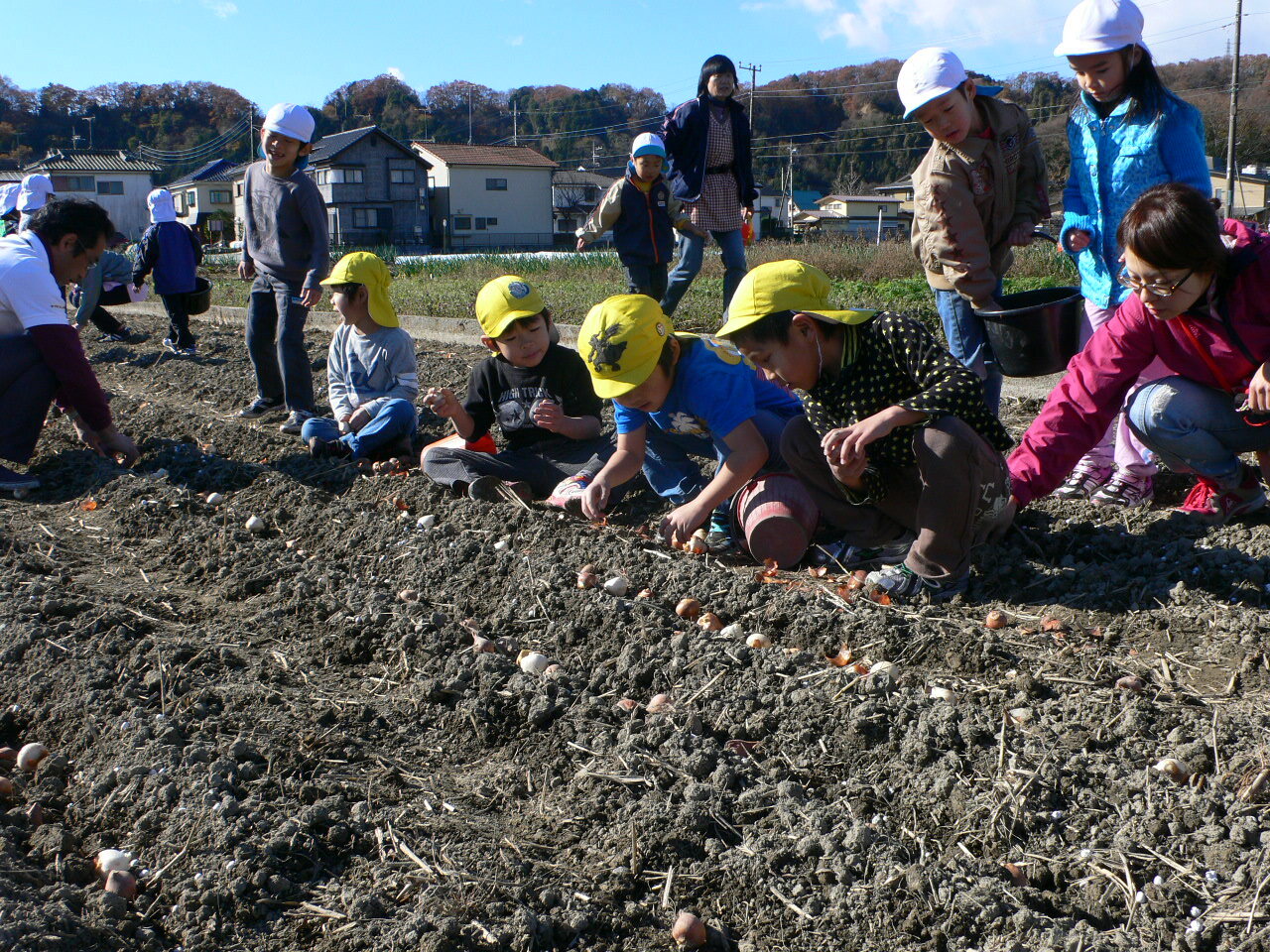 チューリップ球根植え付け