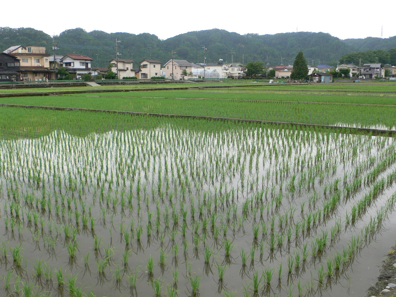 一面の水田風景