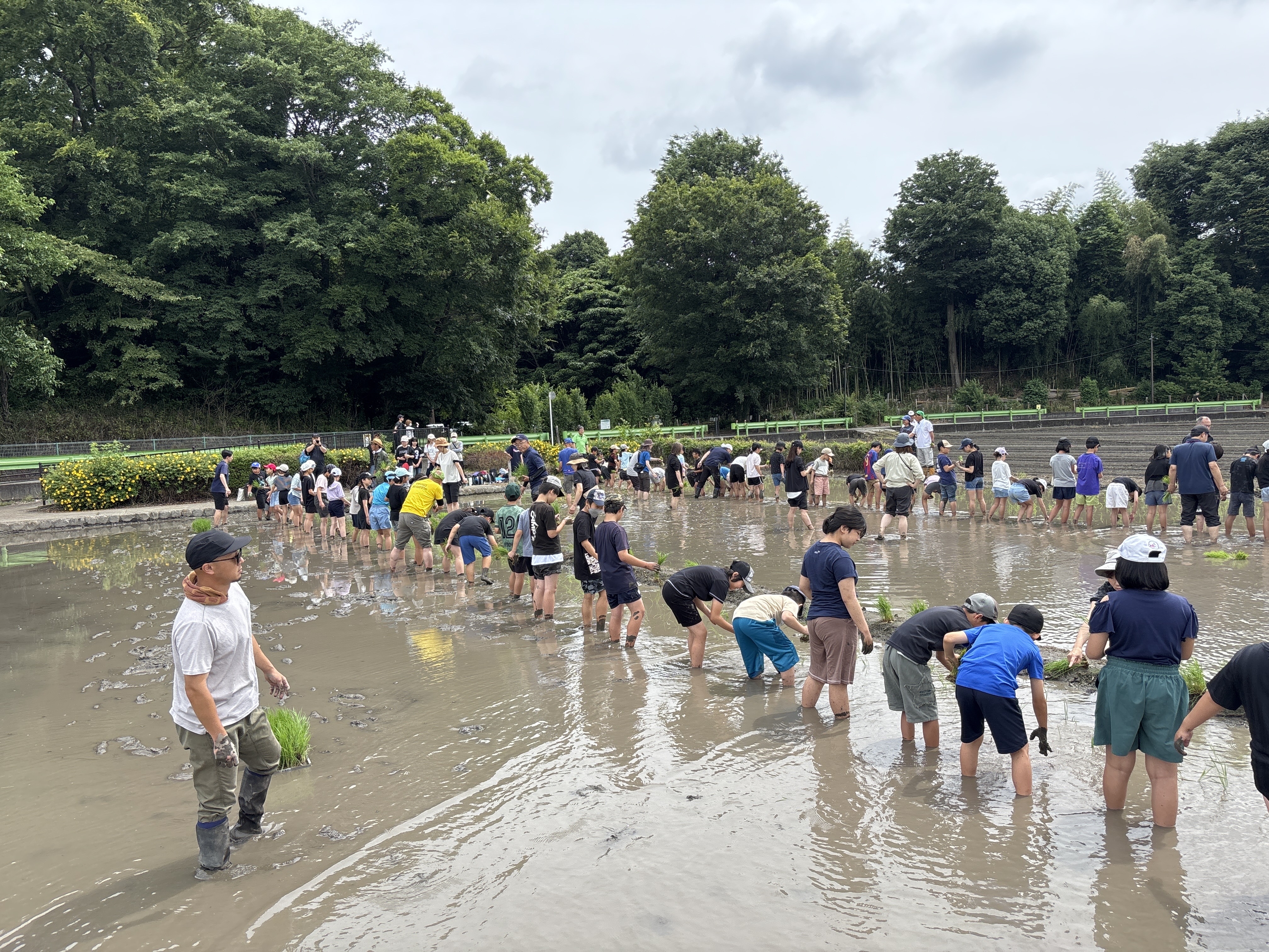 田植え体験