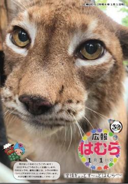 広報はむら1月1日号No.1060表紙　動物公園のシベリアオオヤマネコ