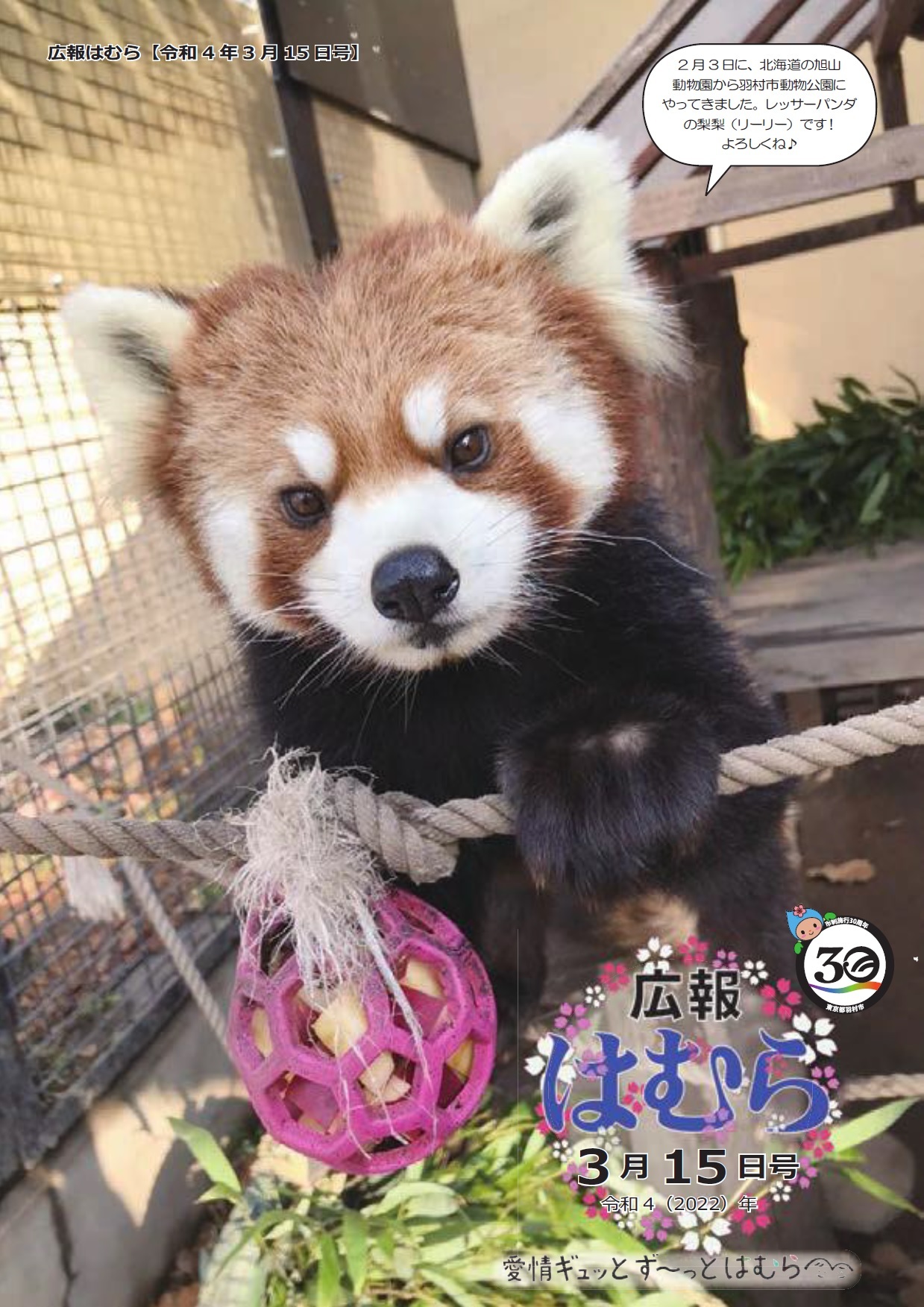 広報はむら3月15日号No.1065表紙　2月3日に北海道の旭山動物園から羽村市動物公園にやってきたレッサーパンダのリーリー
