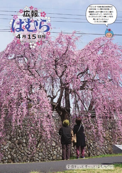 広報はむら4月15日号No.1067表紙　羽村市制10 周年を記念して福島県人会から贈られた三春の滝桜