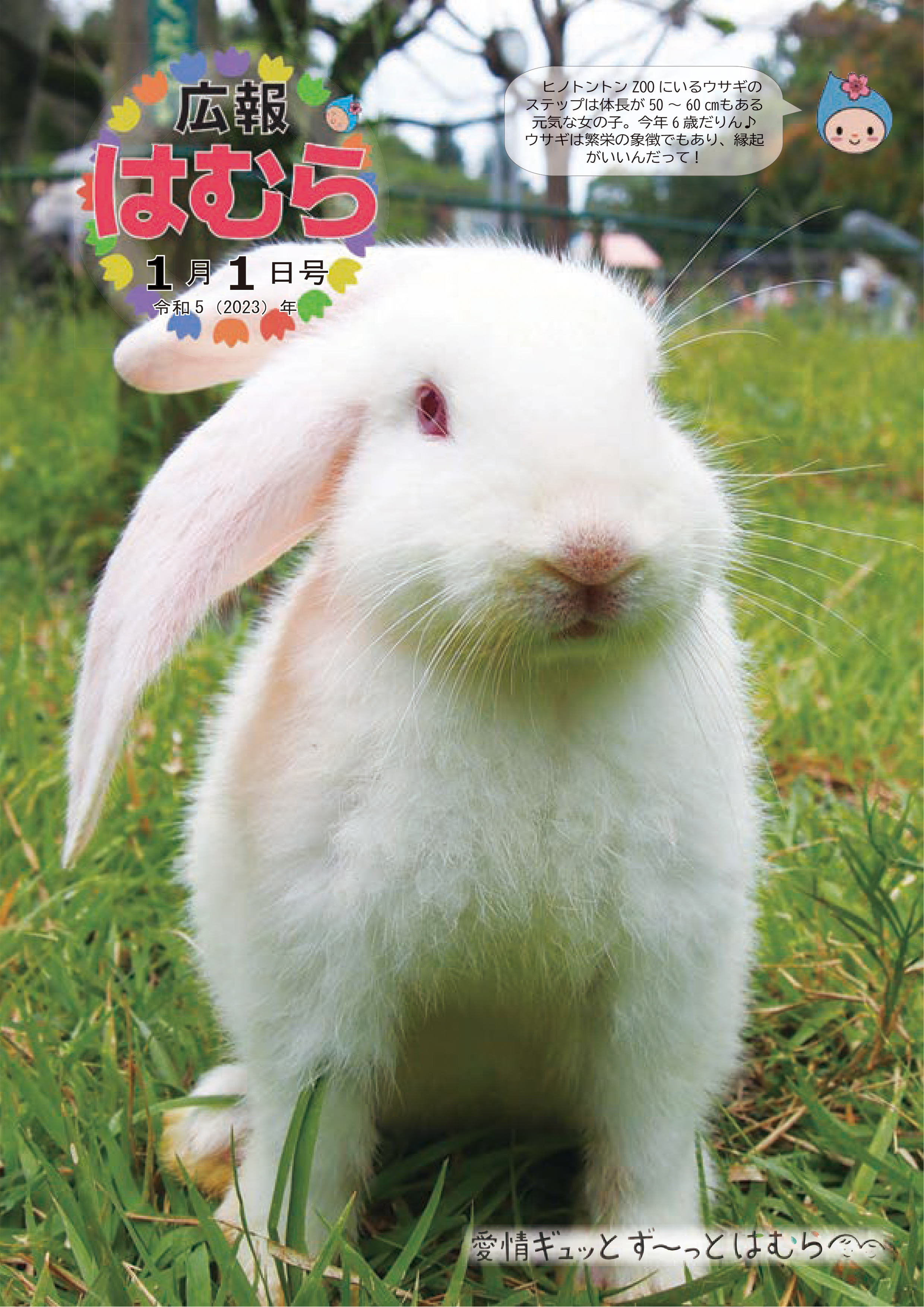 広報はむら1月1日号No.1084表紙　ヒノトントンZOOで飼育されている白いウサギのステップ