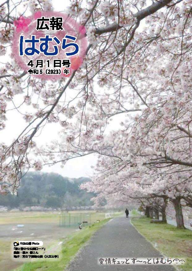 広報はむら4月1日号No.1090表紙　(市民公募写真）桜と静かな公園ロード（橋本　優さん撮影）