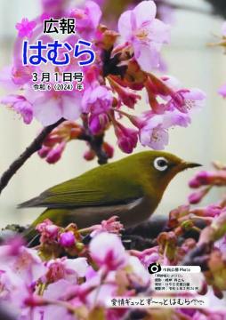 広報はむら3月1日号No.1112表紙　市民公募写真「河津桜とメジロ」