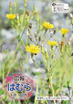 広報はむら6月1日号No.1118表紙　多摩川の河原に咲くカワラニガナの写真
