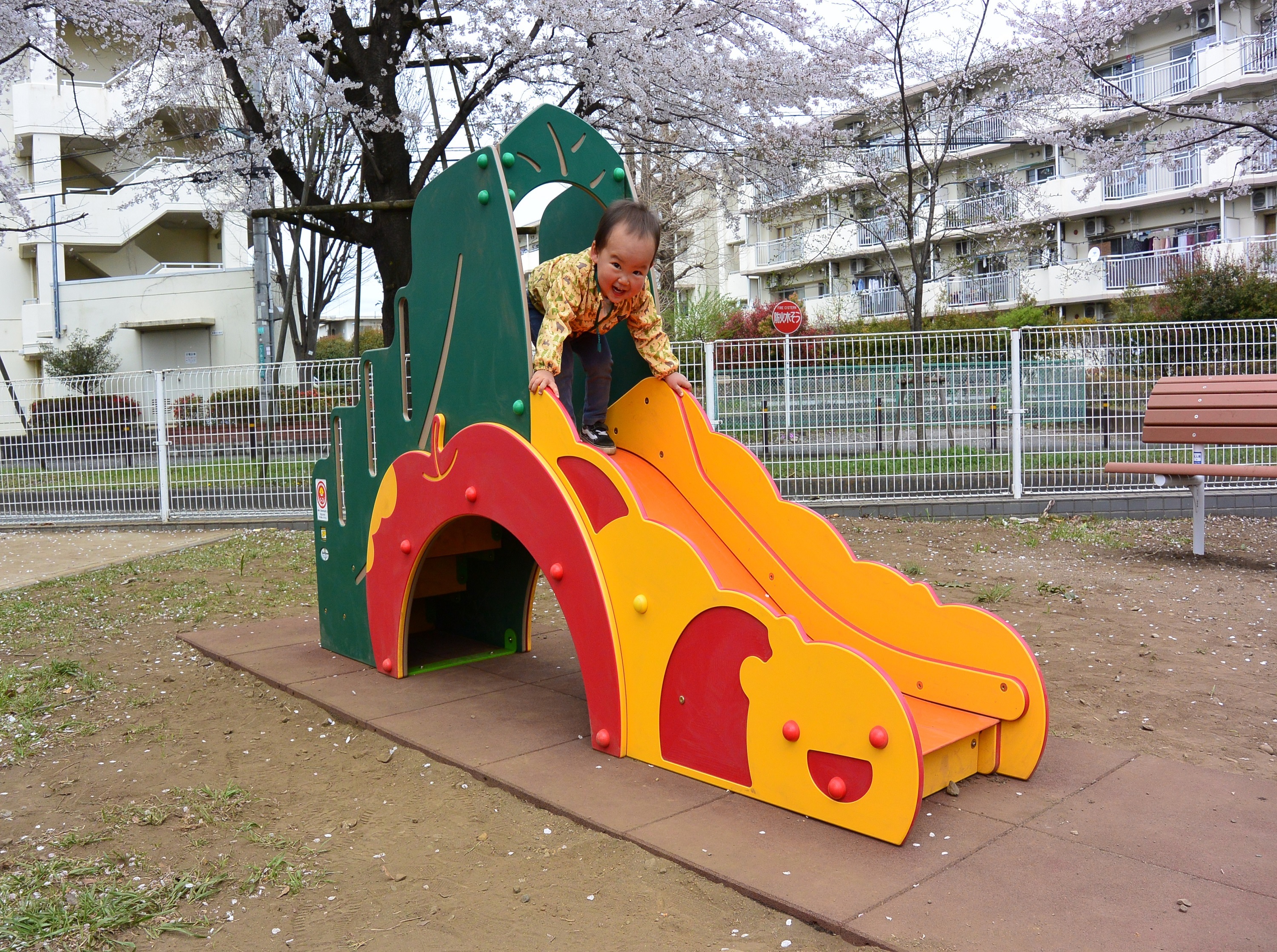 suberidai