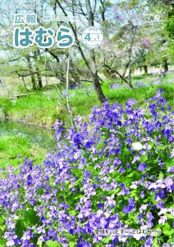 広報はむら4月1日号No.1138表紙（車堀に咲く花大根）