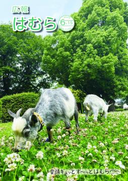広報はむら6月15日号No.1143表紙（除草するヤギ）