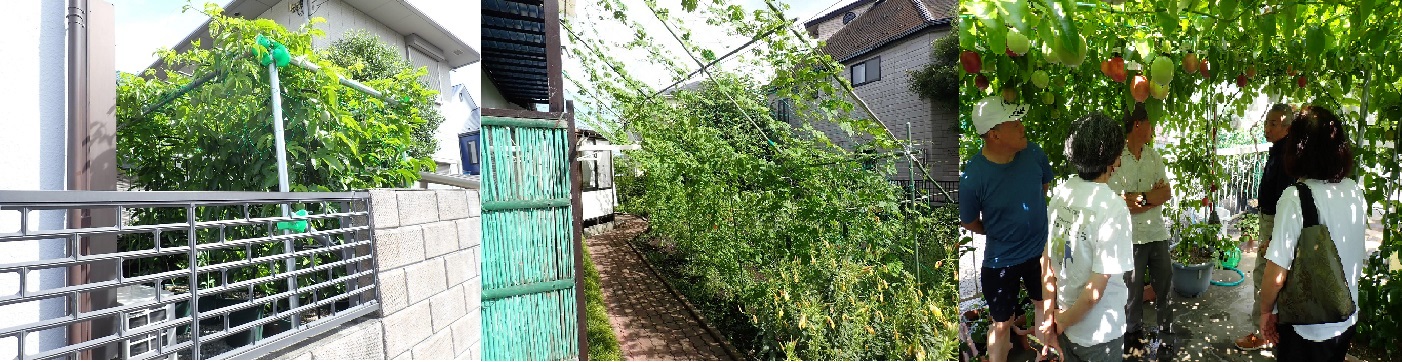 市内のグリーンカーテン成功例の3枚の写真