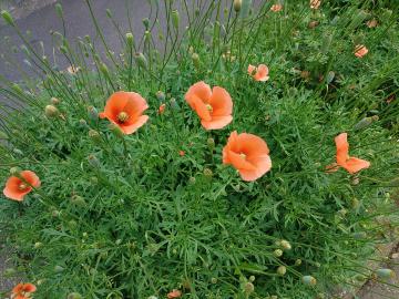 羽村市近郊で撮影されたナガミヒナゲシ