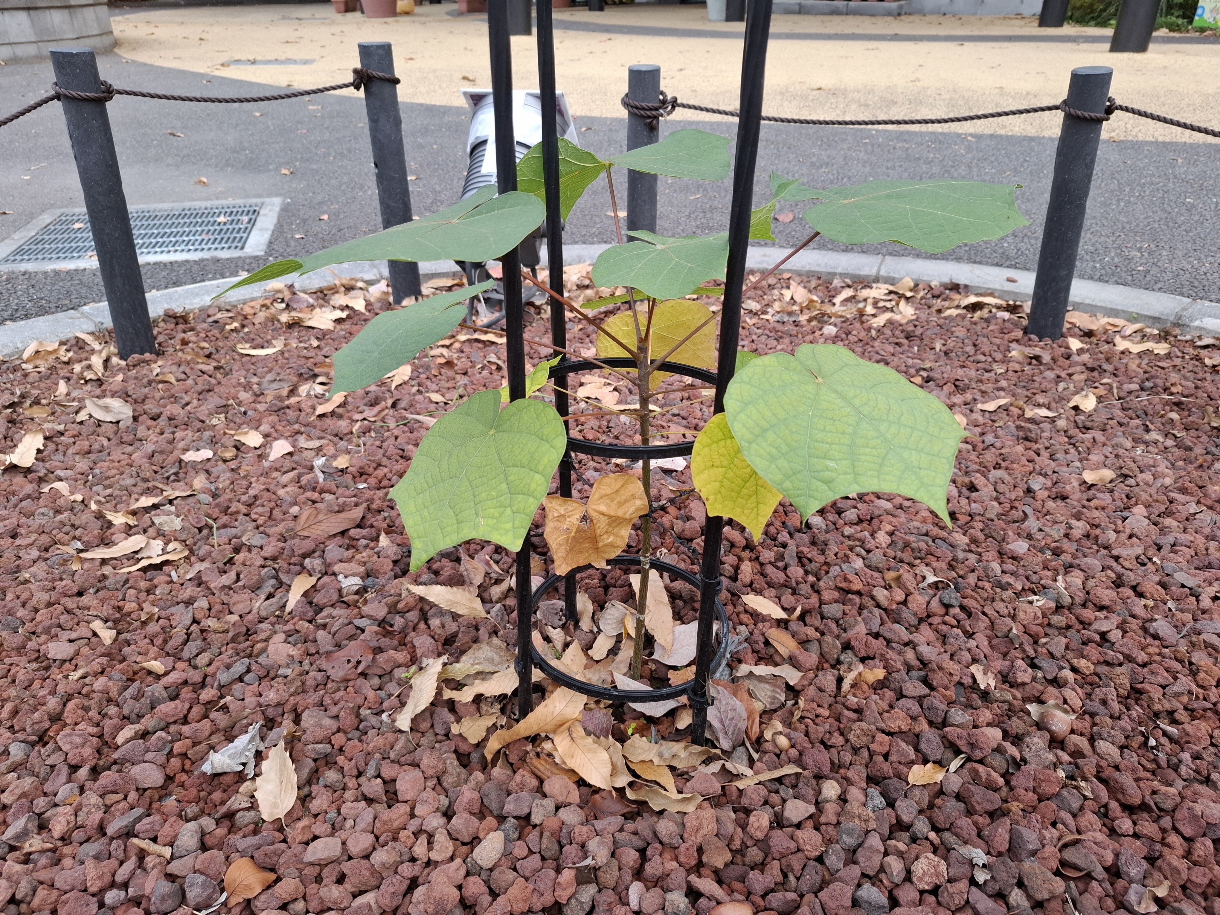 被爆アオギリ二世