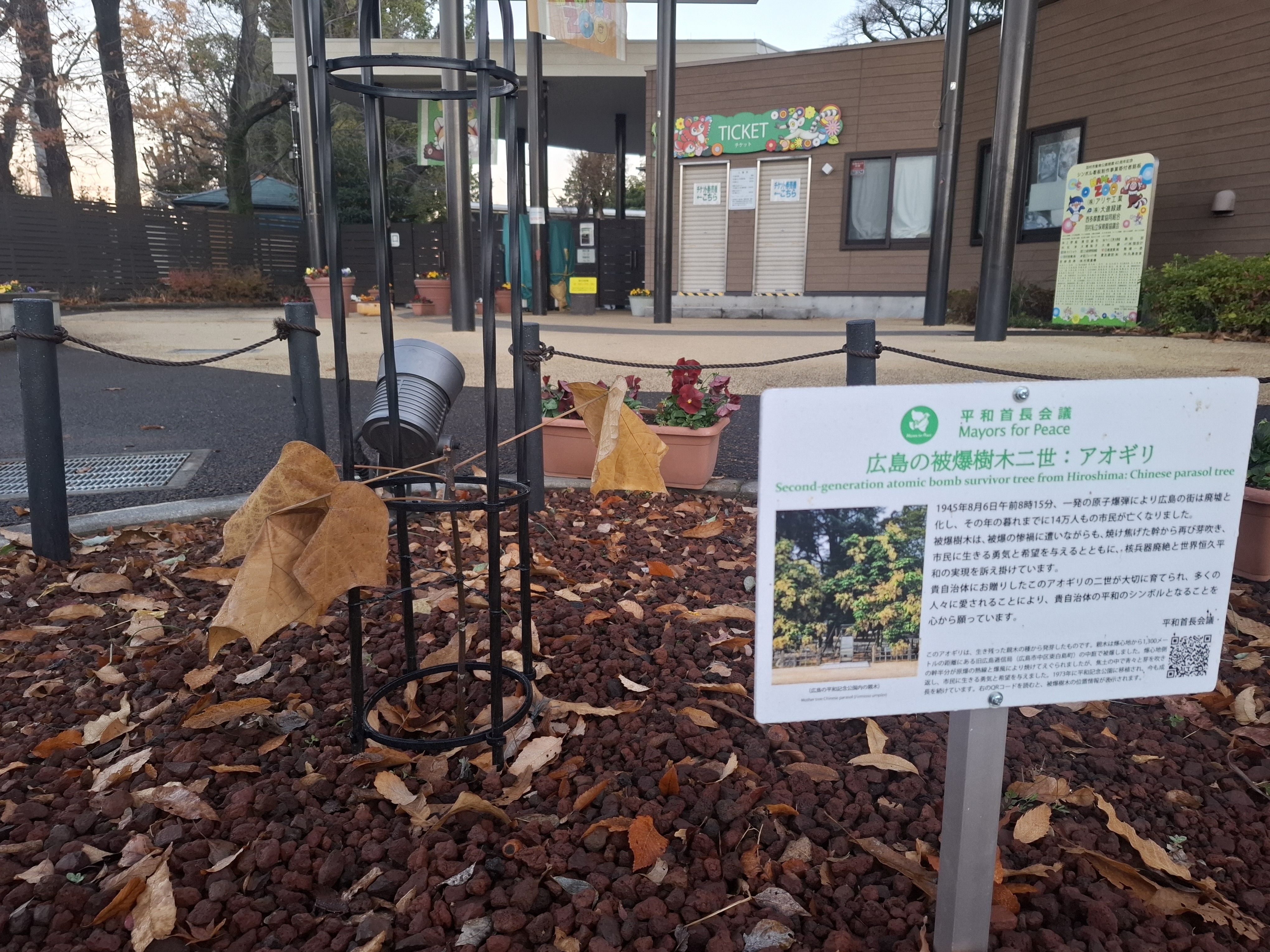 被爆アオギリ二世