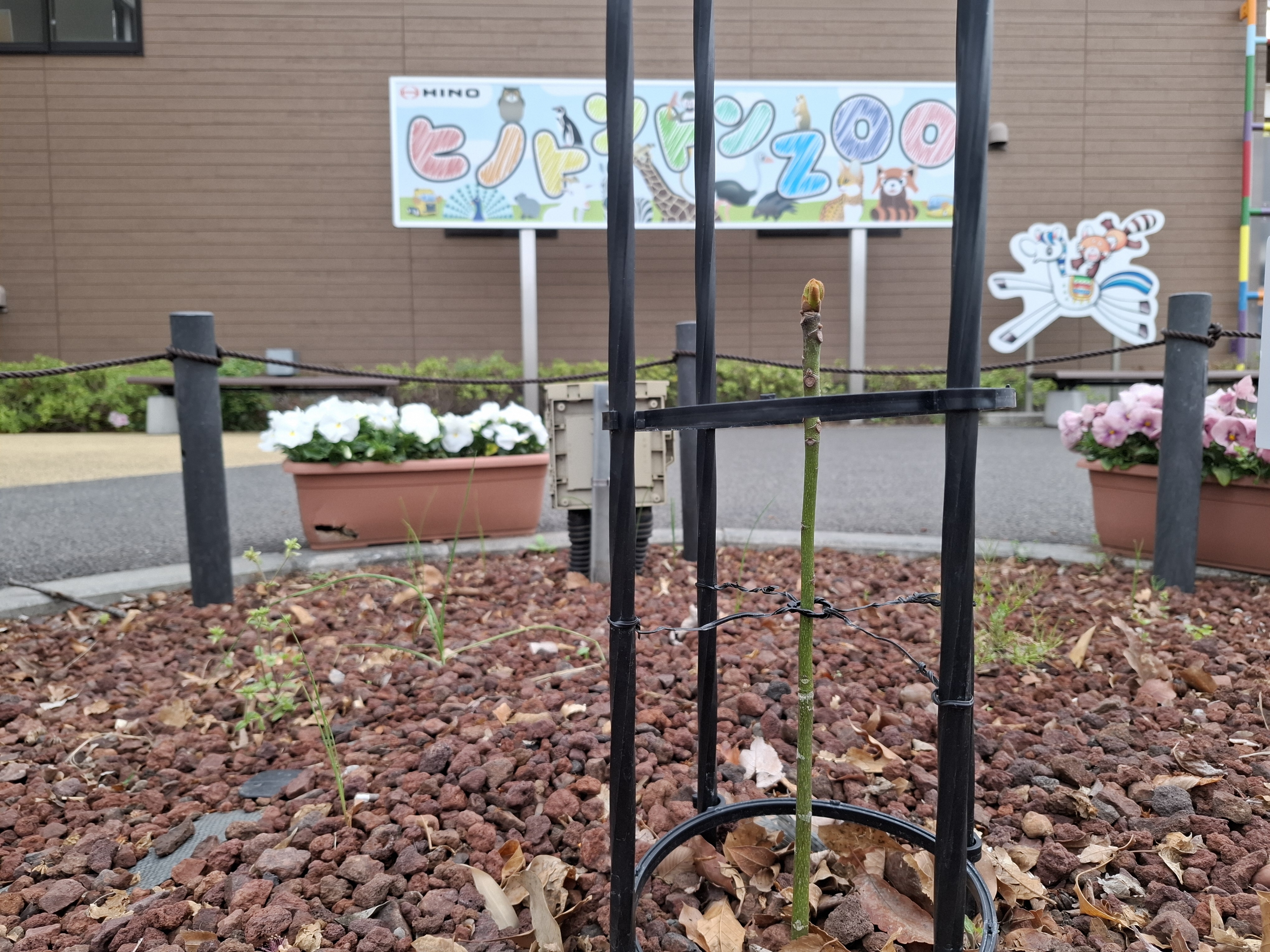 被爆アオギリ二世