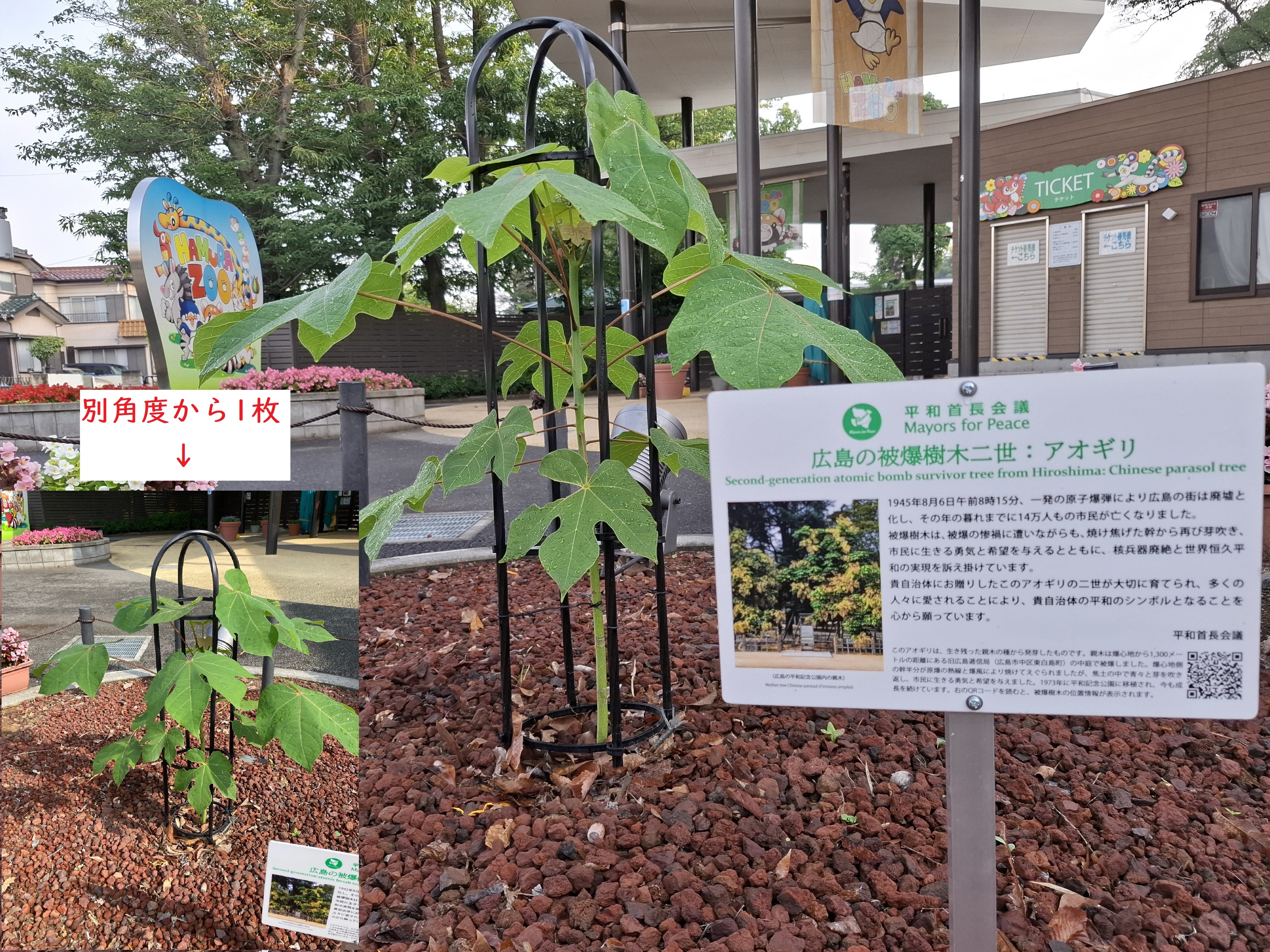 被爆アオギリ二世