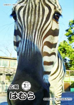 広報はむら1月1日号No.1156表紙（ヒノトントンZOOのシマウマ「ナナカ」のアップ）