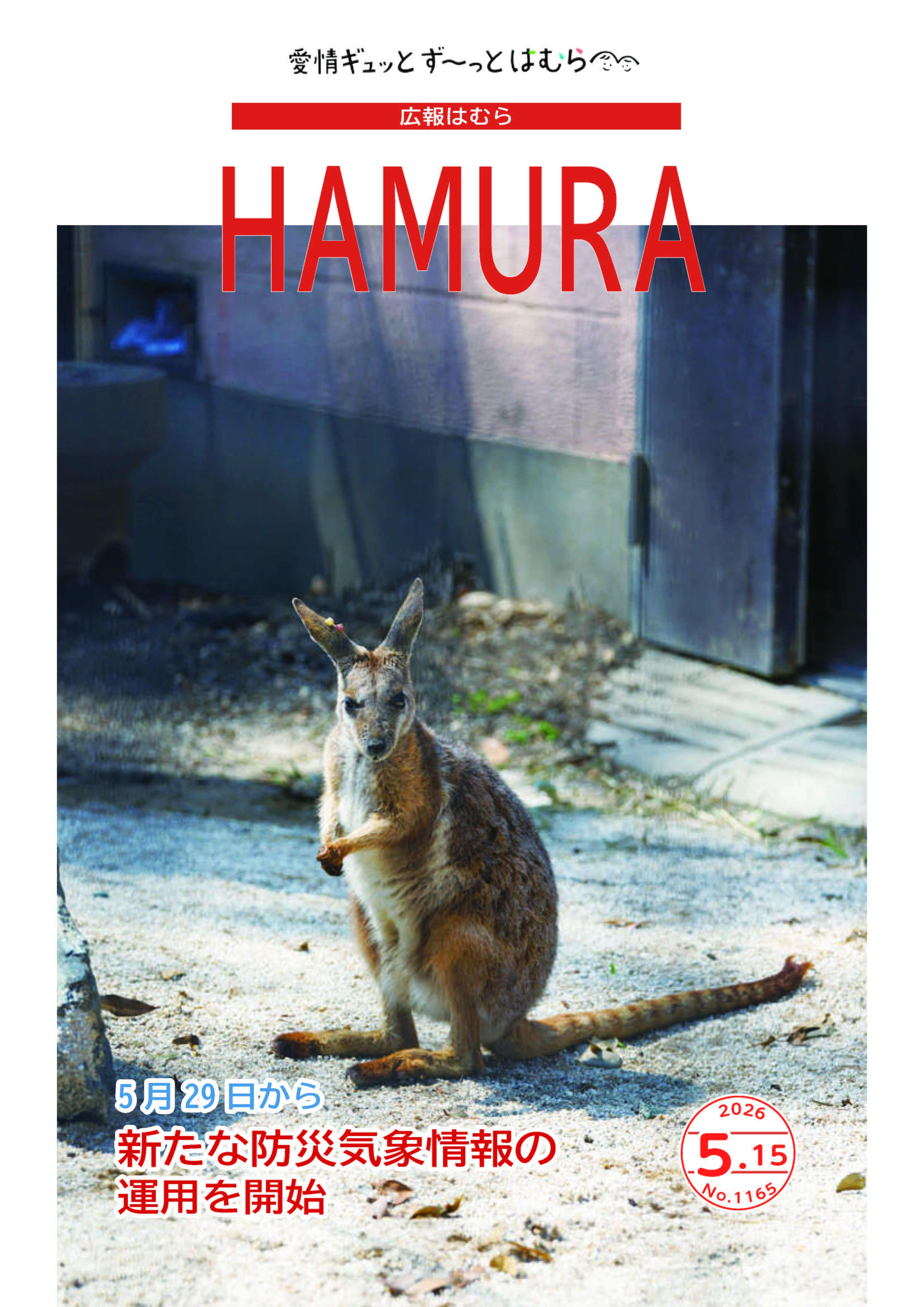 広報はむら5月15日号No.1165表紙（シマオイワワラビー　ヒノトントンZOO）