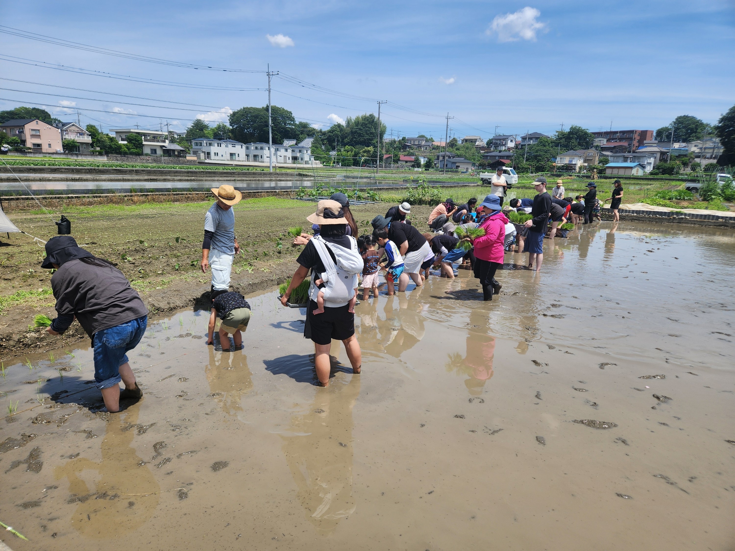 幼稚園児の田植え体験
