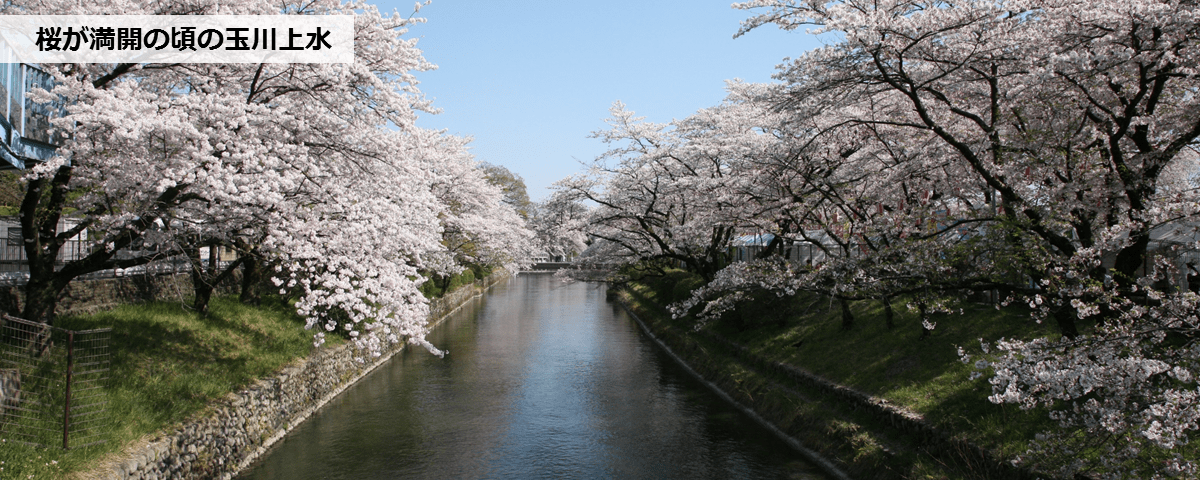 桜の玉川上水