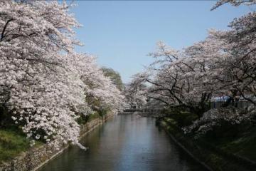 玉川上水の画像