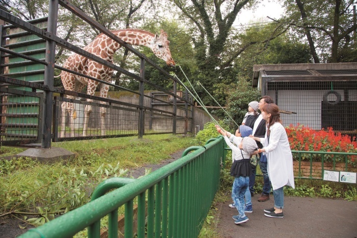 キリンのエサやりの様子