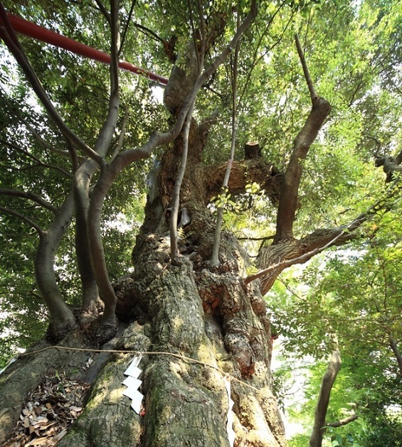 阿蘇神社のシイの画像