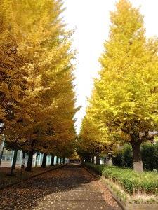 プリモパークむさしの(武蔵野公園)のイチョウ