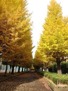 プリモパークむさしの（武蔵野公園）のイチョウ