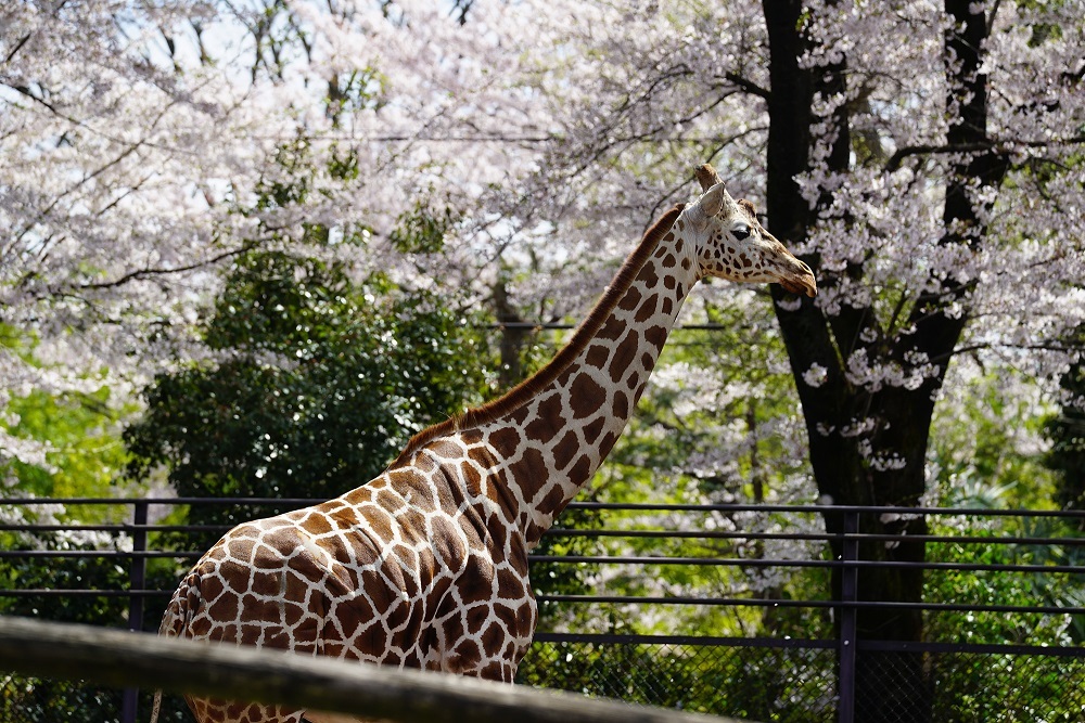 キリン