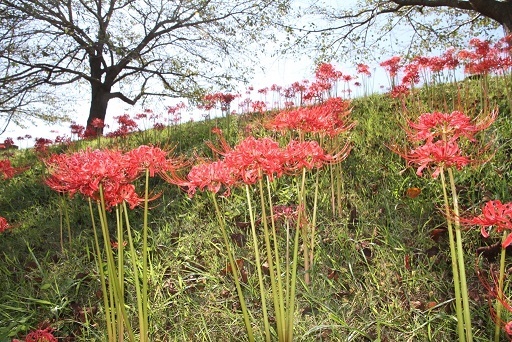 彼岸花