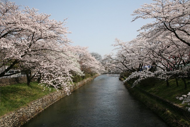 桜と玉川上水