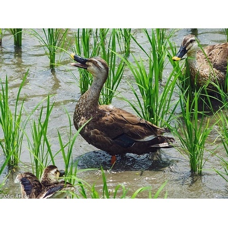 @der.atlas さんの投稿